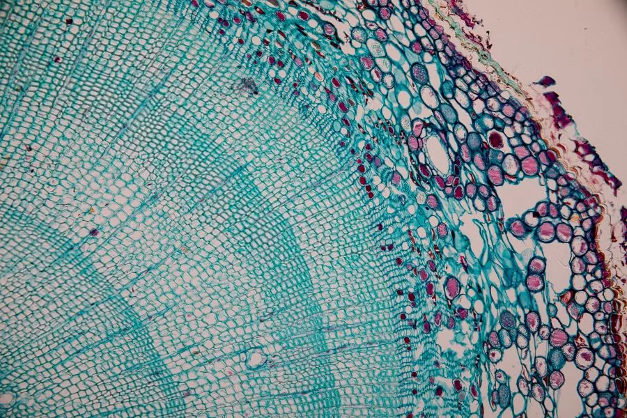 A microscope image of plant stem cells.